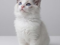 Ragdoll dişi erkek