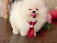 MİNİ BOY AYICIK POMERANİAN BOO
