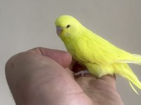 Bebek Muhabbet Kuşlar Yeni Yeme Düşmüş Gönderim Var