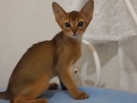 Safkan Habeş Kedisi