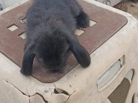 Hollanda Teddy Lop tavşan yavruları