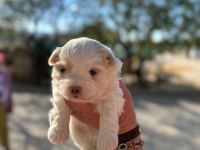 İRK GARANTİLİ MALTİPOO YAVRULAR