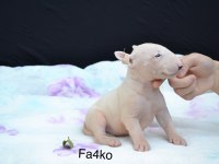 A class şecereli bull terrier Türkiye şampiyonu çocukları