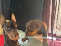 Irk Garantili Safkan Doberman Yavrular