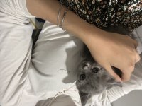 Bristish shorthair kedisi ücretli