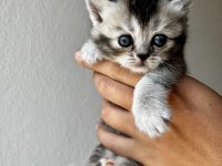 Tricolour british shorthair dişi 40 günlük