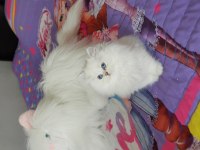 Show Bebekler British Longhair Silver