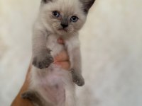 A+ Kalite British Shorthair Yavrumuz Yeni Ailesini Bekliyor