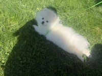 10 Aylık Safkan Kore Pomeranian Boo