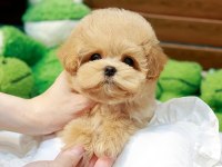 ANTİALERJİK TEACUP MALTIPOO BEBEKLERİMİZ