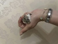 Hamsterler