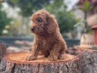 Sağlık garantili karma aşıları yapılmış yavrular toy poodle