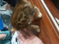 Yavru bengal kedisi
