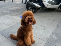 Orjinal Toy Poodle Yavrumuz