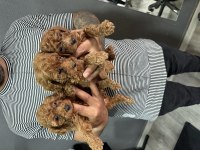 Bursa toy poodle