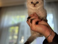 Pamuk tüylü orjinal british yavrularımız