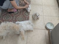 Yavru maltipoo