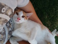 Kedimiz Tarçın Yuva Arıyor