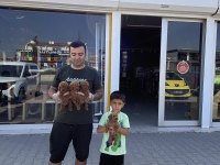 MALTESE YAVRULAR MALTİPO VE TOY POODLE YAVRULAR ANKARA