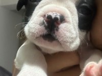Akıllı french bulldog oyun köpeği