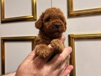 Toy Poodle Yavrularimiz