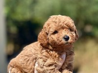45 günlük orijinal toy poodle yavrumuz