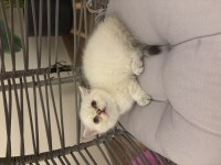 Yuvarlak kafa british shorthair dişi yavru