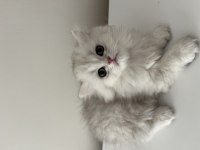 British Longhair Yavrular