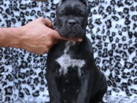 Fcı-Kıf Secereli Safkan Cane Corso Yavrular
