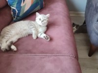 Dişi bi color scottish fold ve dişi British Shortair