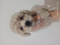 30 Nisan doğumlu bebeklerim toy poodle