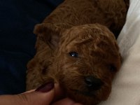 Minik poodle yavrularım rezerveye açık