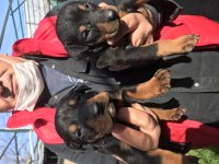 Üst kalite king doberman yavrularım