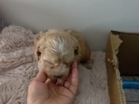Maltipoo Miniklerim