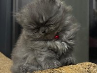 Dünya tatlısı british longhair kızımıza yuva arıyoruz
