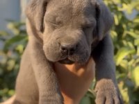 CANE CORSO BLUE