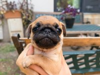 Adana Safkan Pug Sahibini Arıyor Son 3 Yavru