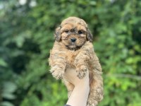 Erkek dişi mevcut maltipoo güzellikler