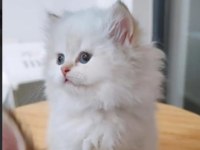 Full secereli british longhair bebekler