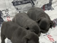 Harika Blue Fransız bulldog bebekler