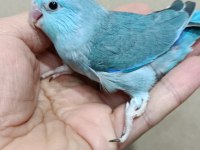 Turkuaz mavi erkek forpus bebek