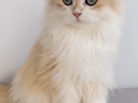 BLH 6 aylık erkek british longhair
