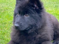 Solid Black Alman Çoban Köpeği Yavruları