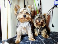 Mini erkek yavru yorkshire terrier
