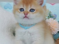 Altın Parıltısı Golden British Shorthair 