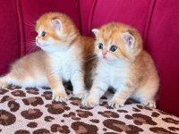 SAFKAN BRİTİSH SHORTHAİR GOLDEN BEBEKLER