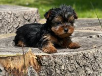 Yorki mini boy erkek 2 aylık