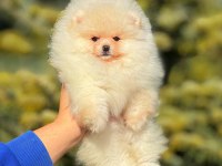 Un kurabiyesi pomeranian bebeklerimiz