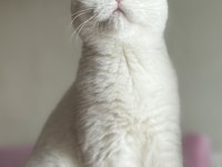 Kısırlaştırma şartıyla ücretsiz british shorthair