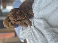 Toy poodle teslime hazır